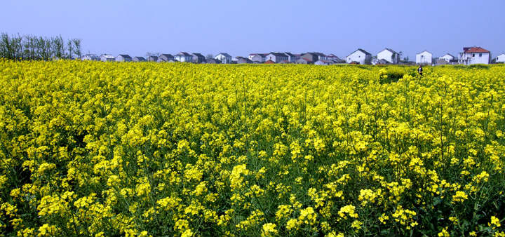 濕地旅游規(guī)劃公司：陽澄湖油菜花　