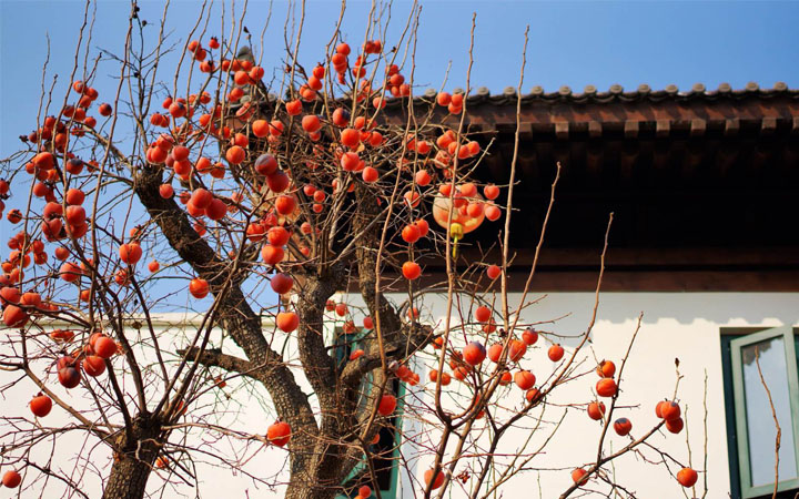 袁家村旅游規(guī)劃中多采用柿子樹(shù)作為景觀植物